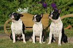 3 Boston Terrier