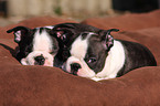 Boston Terrier Puppies