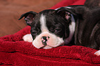 Boston Terrier Puppy