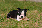 Boston Terrier Puppy