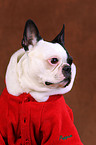 Boston Terrier Portrait