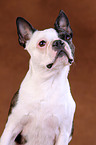 Boston Terrier Portrait