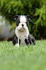 Boston Terrier Puppy