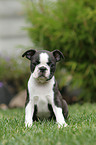 Boston Terrier Puppy