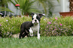 Boston Terrier Puppy