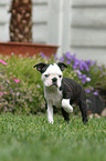 Boston Terrier Puppy