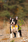 Boston Terrier puppy