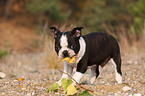 Boston Terrier puppy