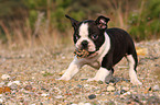 Boston Terrier puppy