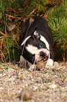 Boston Terrier puppy