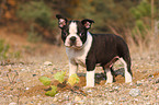 Boston Terrier puppy