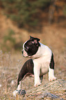 Boston Terrier puppy