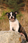 Boston Terrier puppy