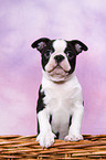 Boston Terrier Puppy