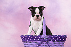 Boston Terrier Puppy