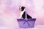 Boston Terrier Puppy