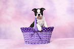 Boston Terrier Puppy