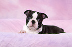 Boston Terrier Puppy