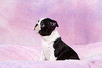 Boston Terrier Puppy