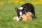 Boston Terrier Puppy