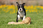 Boston Terrier Puppy