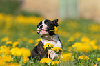 Boston Terrier Puppy