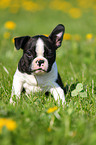 Boston Terrier Puppy