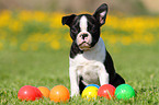 Boston Terrier Puppy