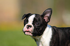 Boston Terrier Puppy