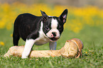 Boston Terrier Puppy