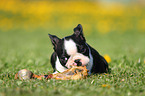 Boston Terrier Puppy