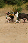 playing Boston Terrier