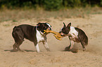 playing Boston Terrier