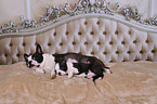 2 Boston Terriers