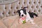 Boston Terrier Puppy