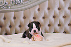 Boston Terrier Puppy