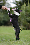 playing Boston Terrier
