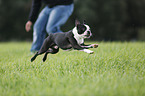 running Boston Terrier