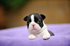 Boston Terrier Puppy