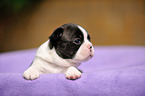 Boston Terrier Puppy