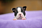 Boston Terrier Puppy