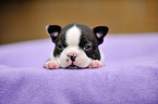 Boston Terrier Puppy