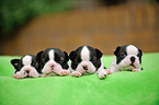 Boston Terrier puppies