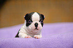 Boston Terrier Puppy