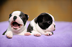 Boston Terrier puppies