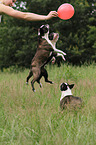 3 Boston Terriers