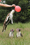 3 Boston Terriers