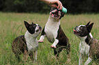 3 Boston Terriers