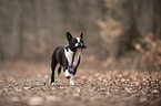 playing Boston Terrier