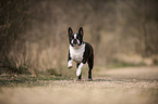 running Boston Terrier